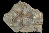 Ordovician Starfish (Petraster?) Fossil - Morocco #183381-1